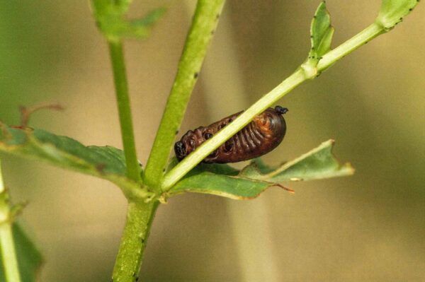 2018-05-31 - NSG Bergehalde Unser-Fritz