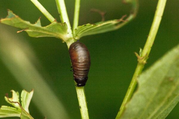 2018-05-31 - NSG Bergehalde Unser-Fritz