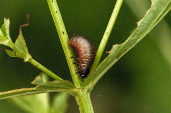 2018-05-31 - NSG Bergehalde Unser-Fritz