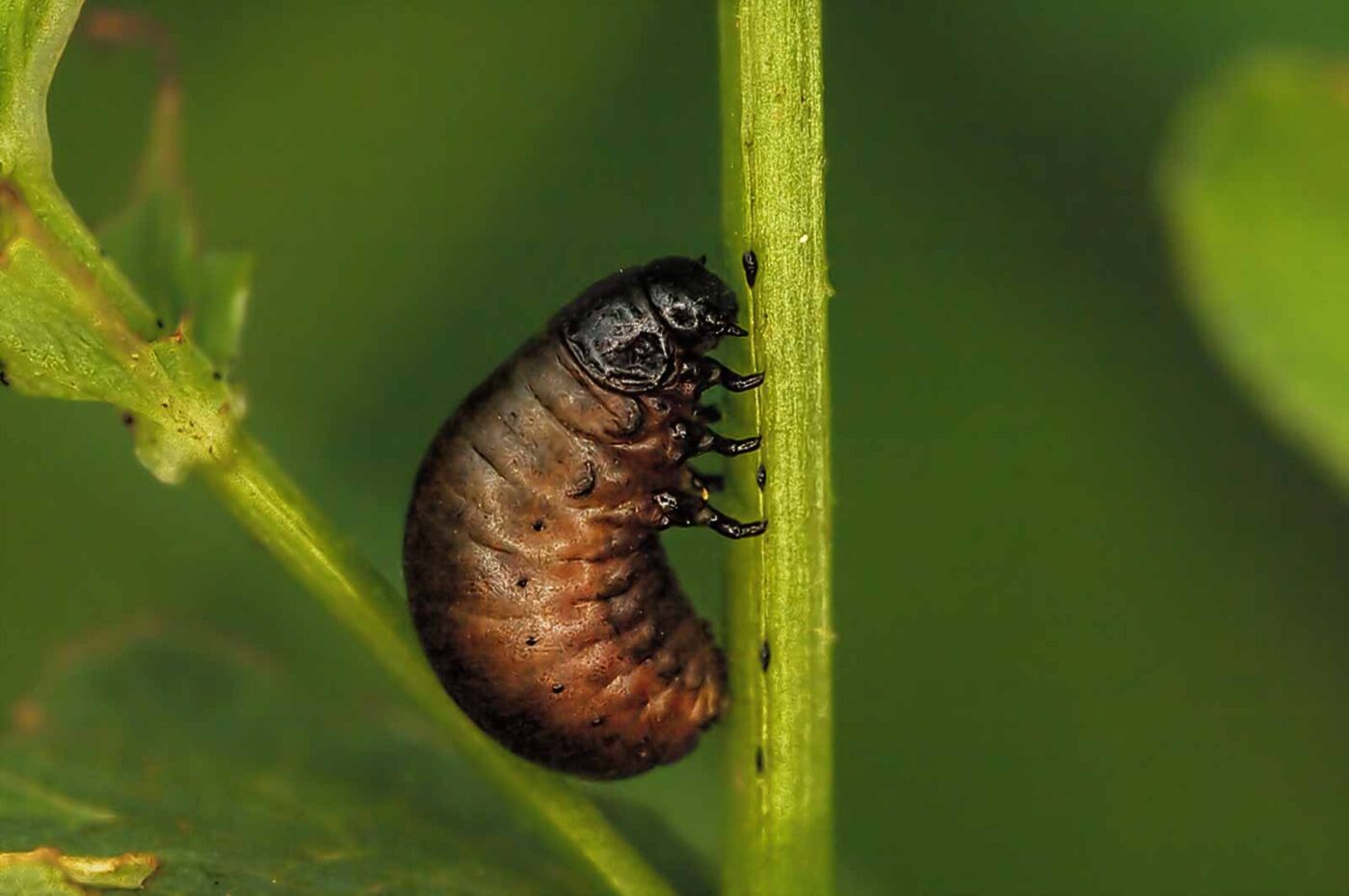 2018-05-31 - NSG Bergehalde Unser-Fritz