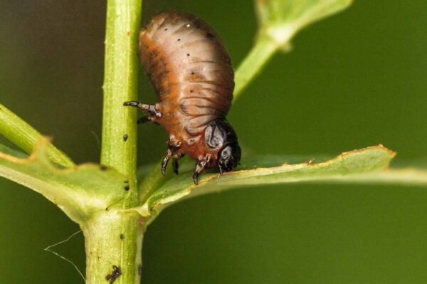 2018-05-31 - NSG Bergehalde Unser-Fritz