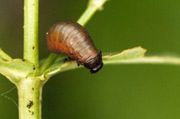 2018-05-31 - NSG Bergehalde Unser-Fritz