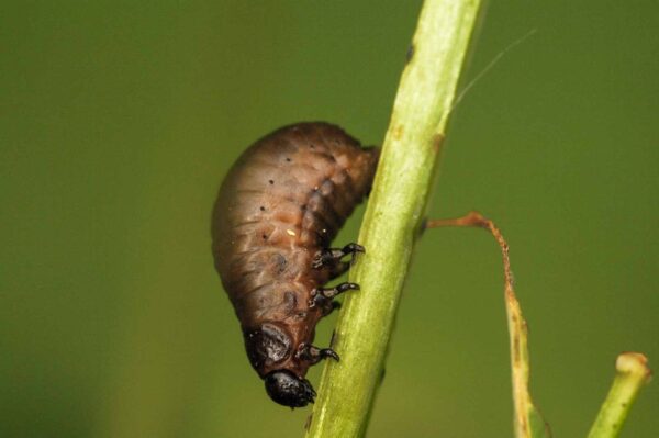 2018-05-31 - NSG Bergehalde Unser-Fritz