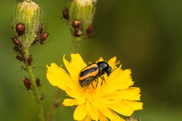 2018-05-31 - NSG Bergehalde Unser-Fritz