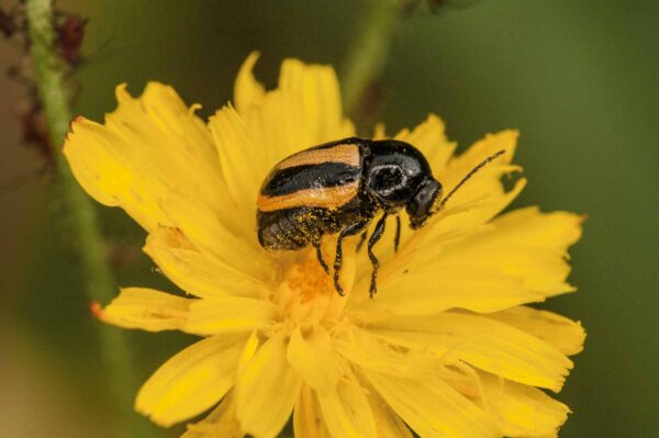 2018-05-31 - NSG Bergehalde Unser-Fritz