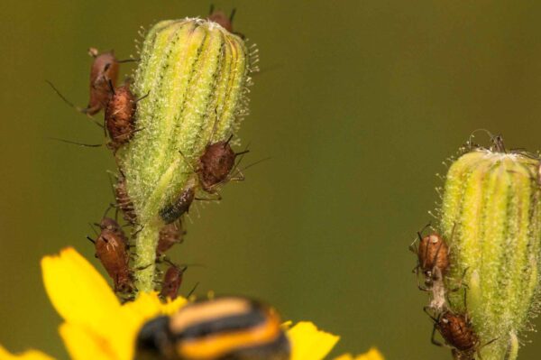 2018-05-31 - NSG Bergehalde Unser-Fritz