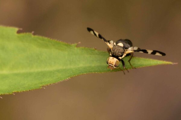 2018-05-31 - NSG Bergehalde Unser-Fritz