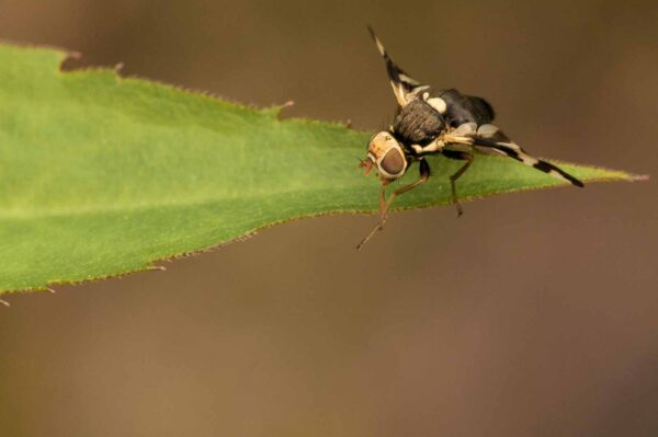 2018-05-31 - NSG Bergehalde Unser-Fritz