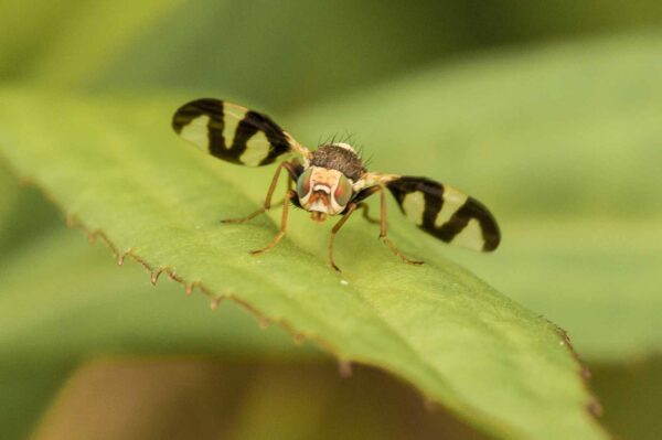 2018-05-31 - NSG Bergehalde Unser-Fritz