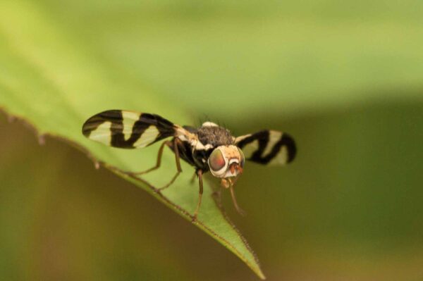 2018-05-31 - NSG Bergehalde Unser-Fritz