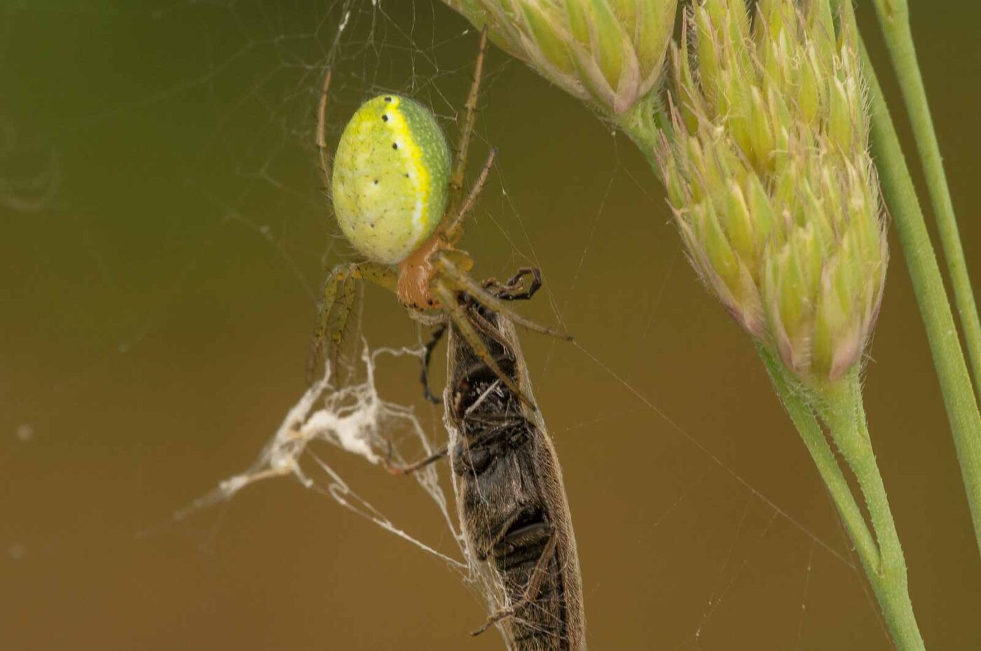 2018-05-31 - NSG Bergehalde Unser-Fritz