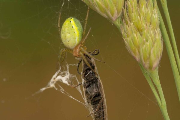 2018-05-31 - NSG Bergehalde Unser-Fritz