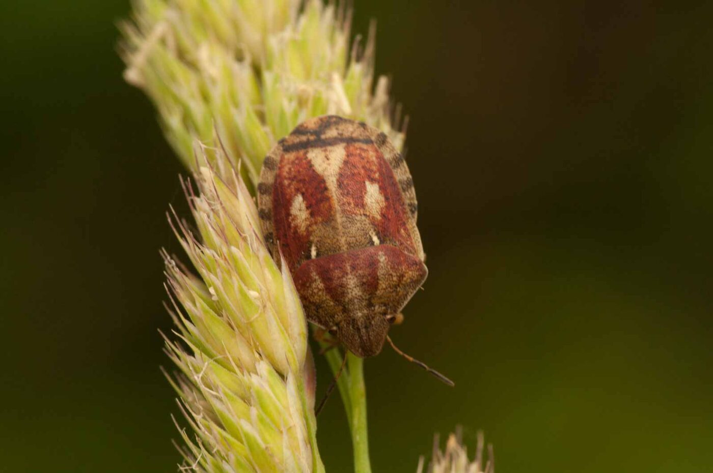 2018-05-31 - NSG Bergehalde Unser-Fritz