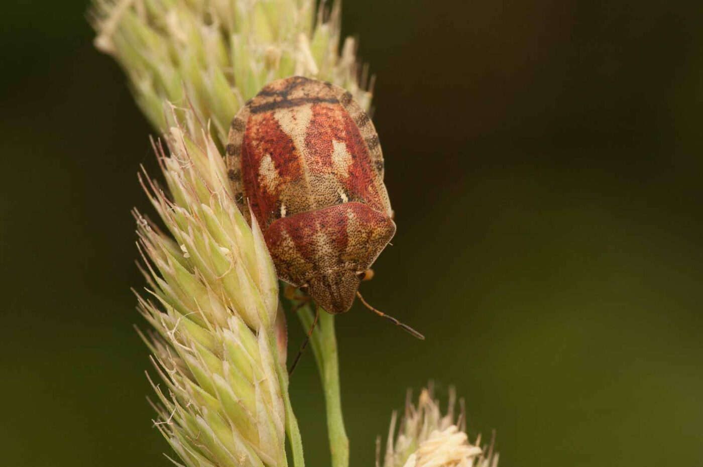 2018-05-31 - NSG Bergehalde Unser-Fritz