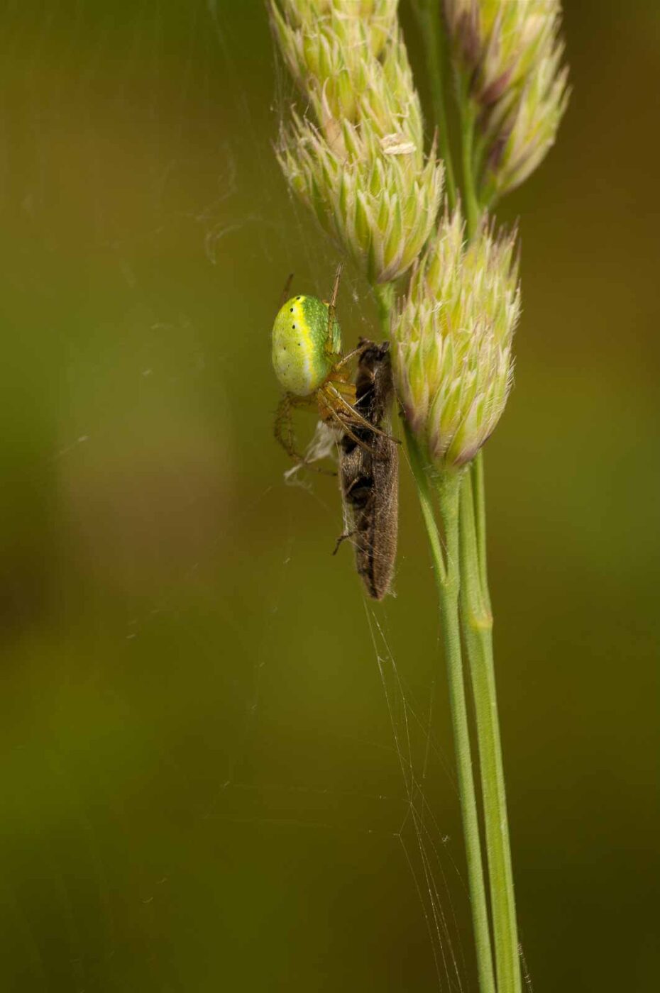 2018-05-31 - NSG Bergehalde Unser-Fritz