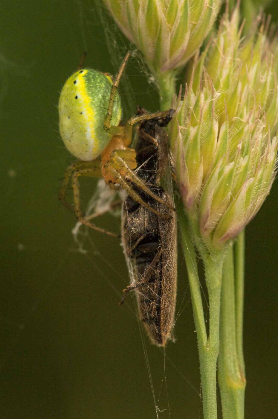 2018-05-31 - NSG Bergehalde Unser-Fritz