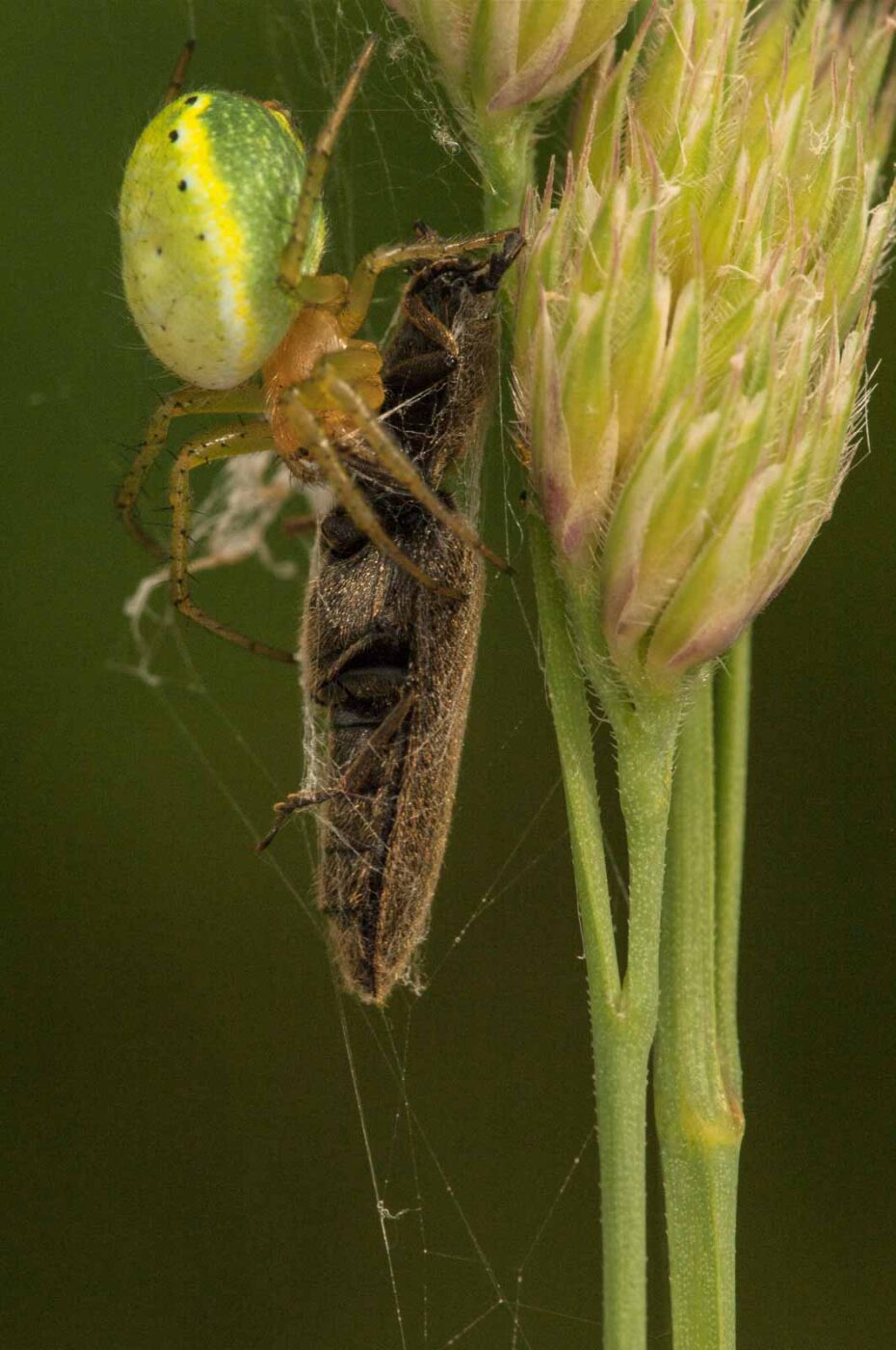 2018-05-31 - NSG Bergehalde Unser-Fritz