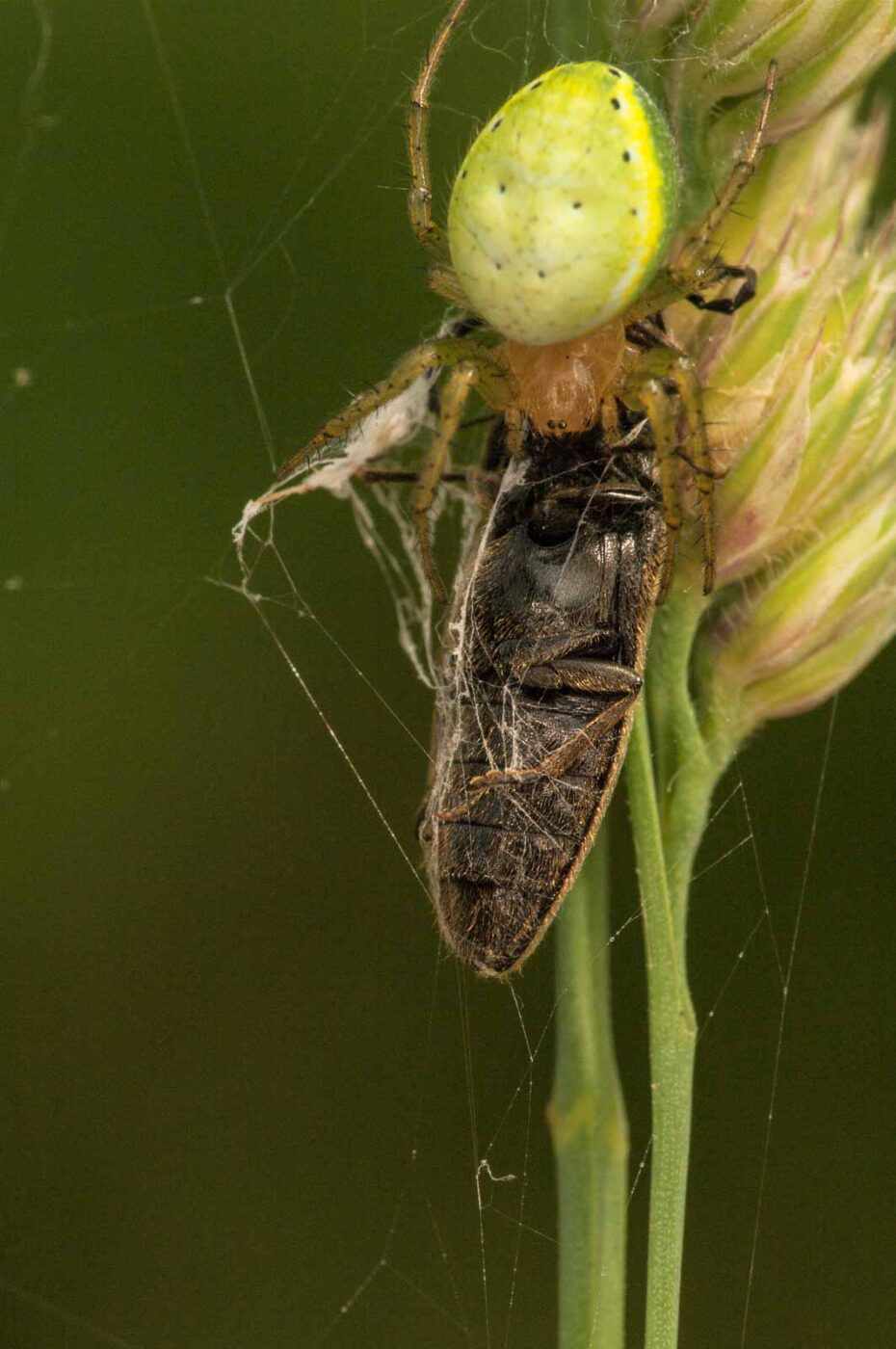 2018-05-31 - NSG Bergehalde Unser-Fritz