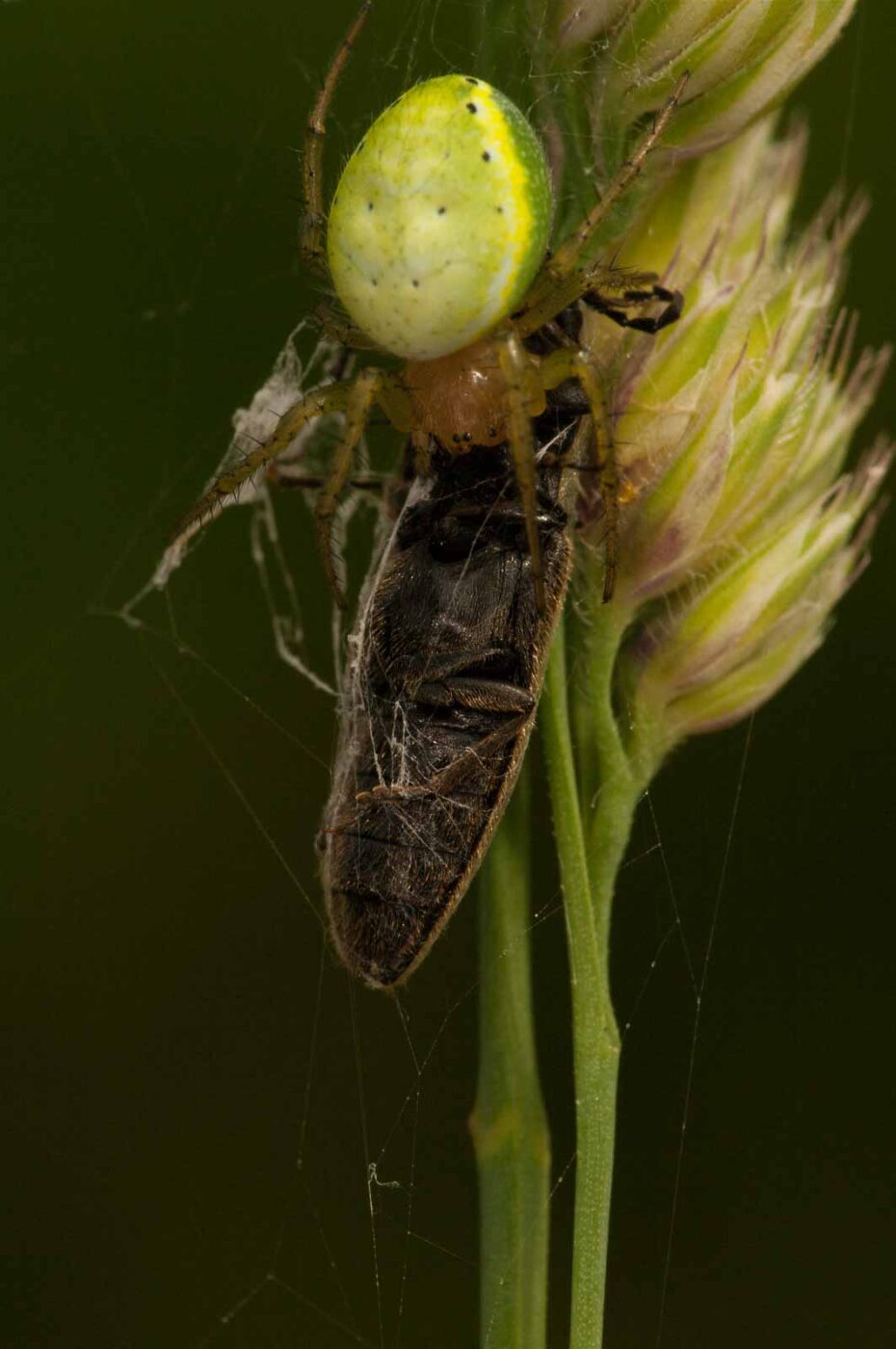 2018-05-31 - NSG Bergehalde Unser-Fritz