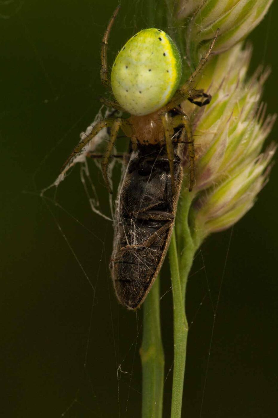 2018-05-31 - NSG Bergehalde Unser-Fritz