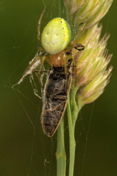 2018-05-31 - NSG Bergehalde Unser-Fritz