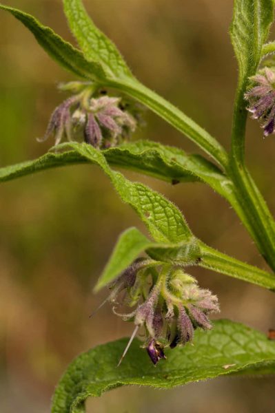 2018-05-31 - NSG Bergehalde Unser-Fritz