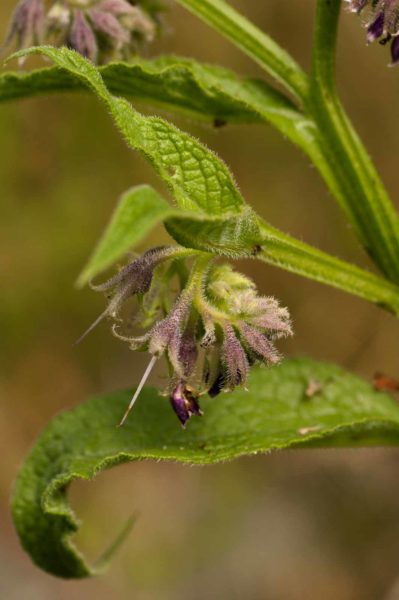 2018-05-31 - NSG Bergehalde Unser-Fritz
