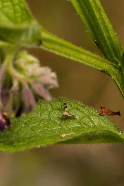 2018-05-31 - NSG Bergehalde Unser-Fritz