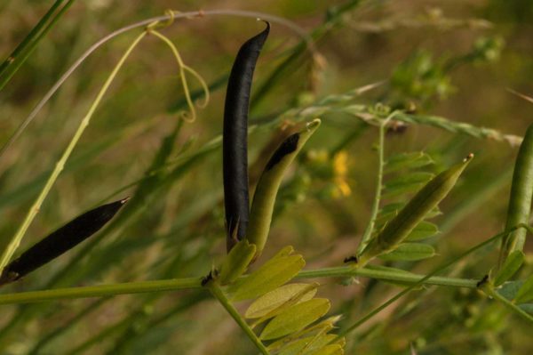 2018-05-31 - NSG Bergehalde Unser-Fritz