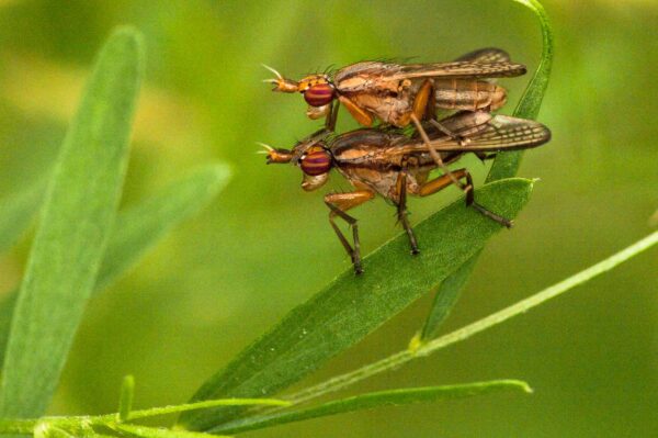 2018-05-31 - NSG Bergehalde Unser-Fritz