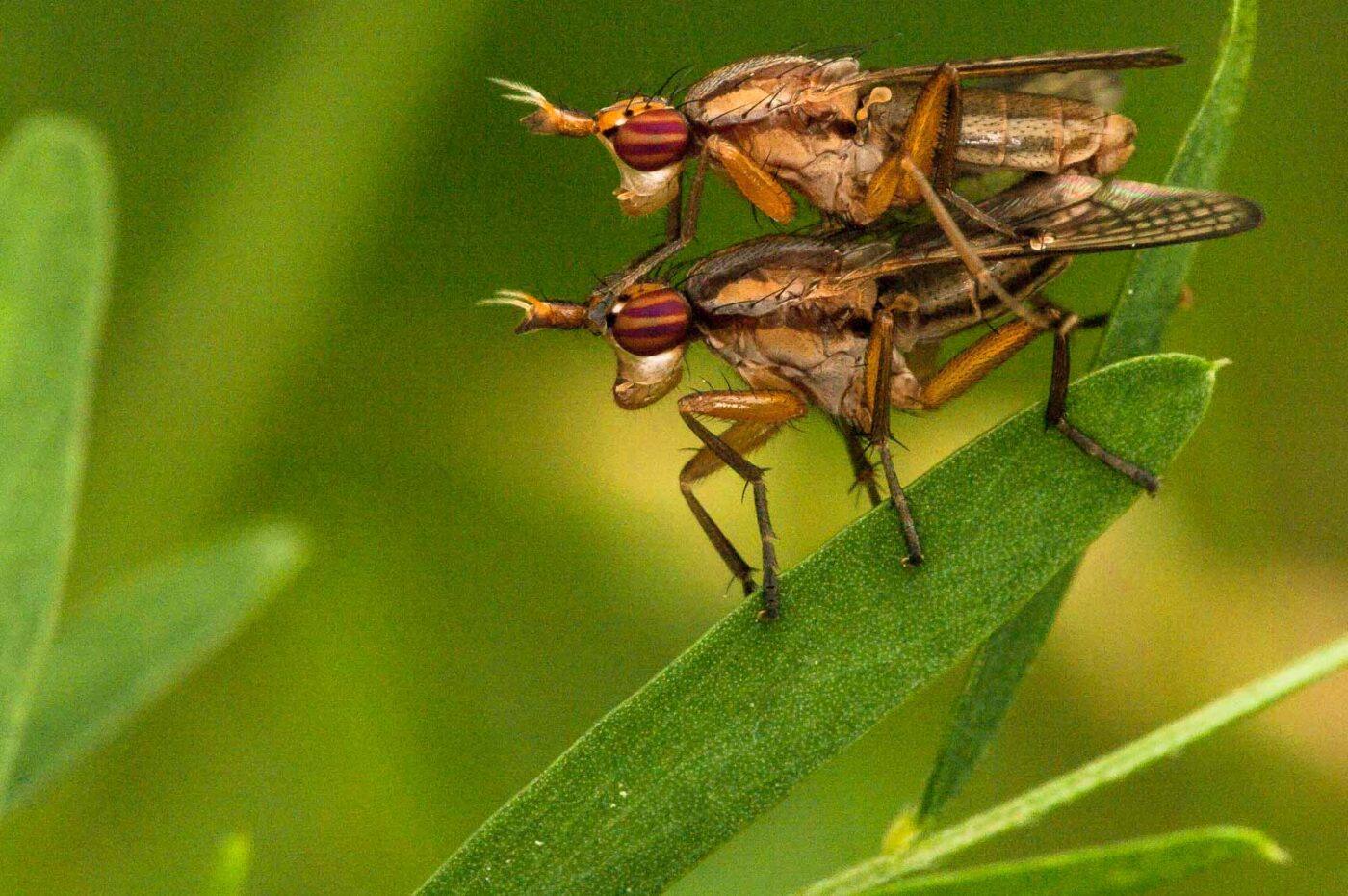 2018-05-31 - NSG Bergehalde Unser-Fritz