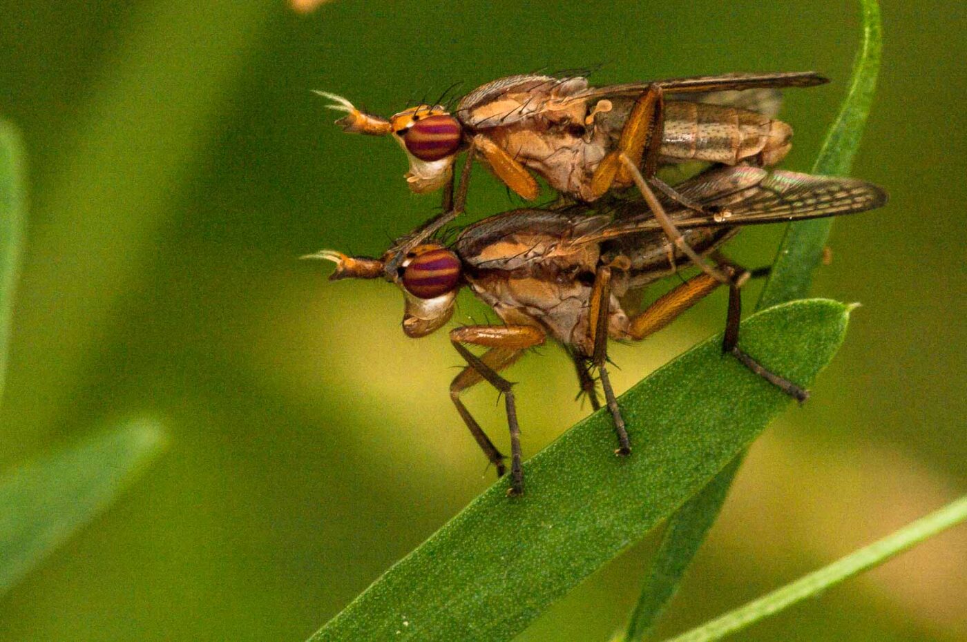 2018-05-31 - NSG Bergehalde Unser-Fritz