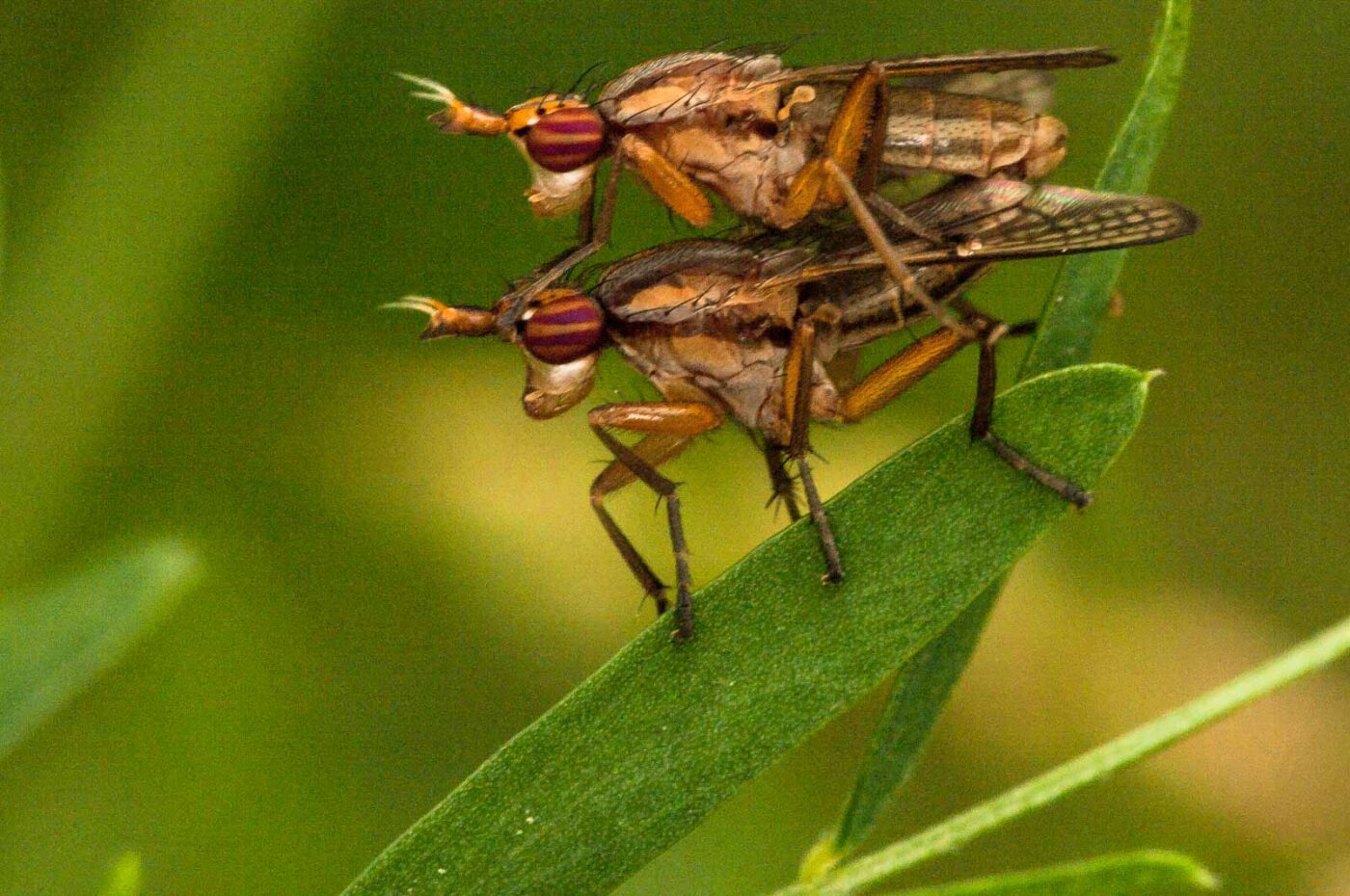 2018-05-31 - NSG Bergehalde Unser-Fritz