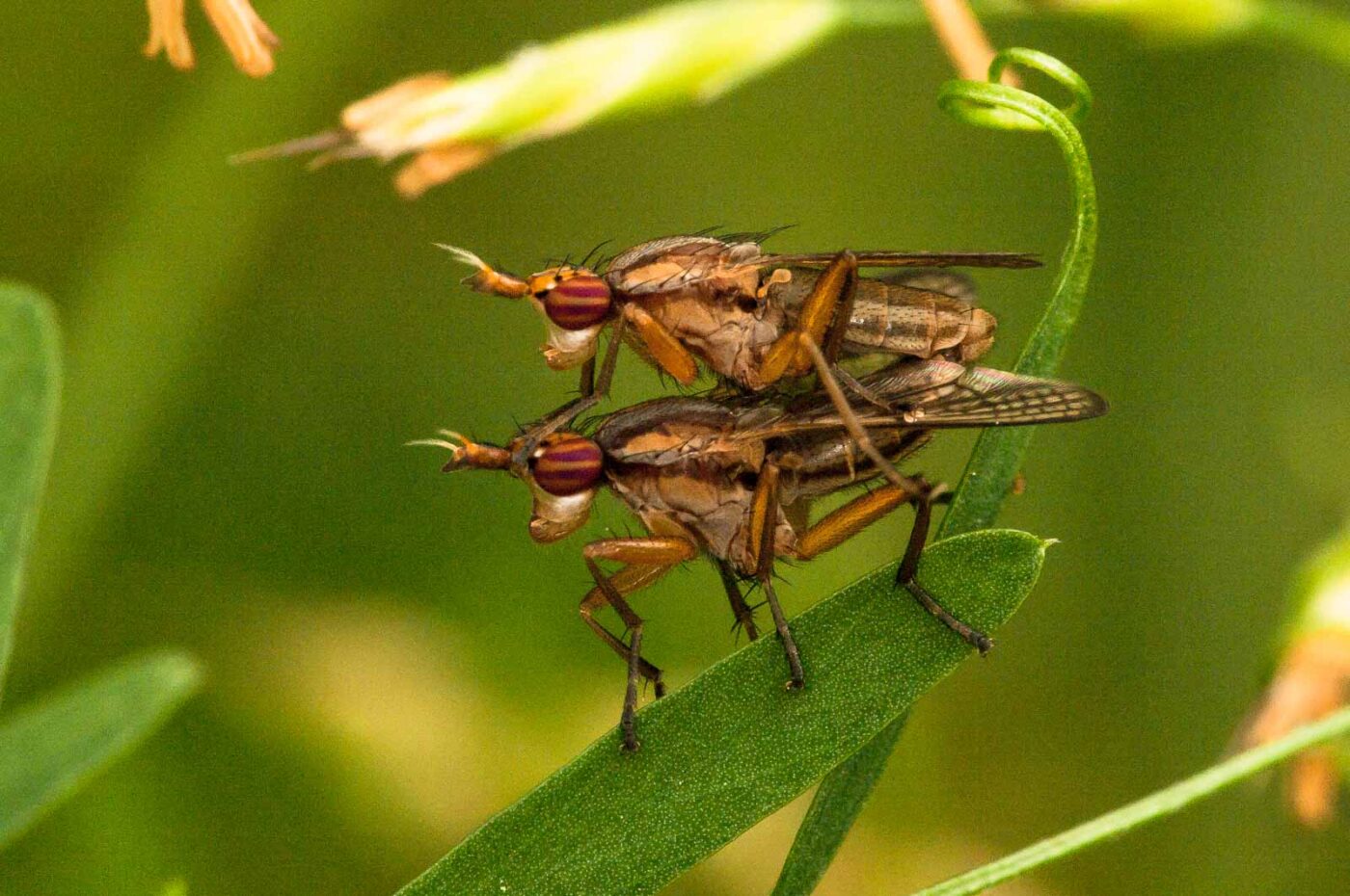 2018-05-31 - NSG Bergehalde Unser-Fritz
