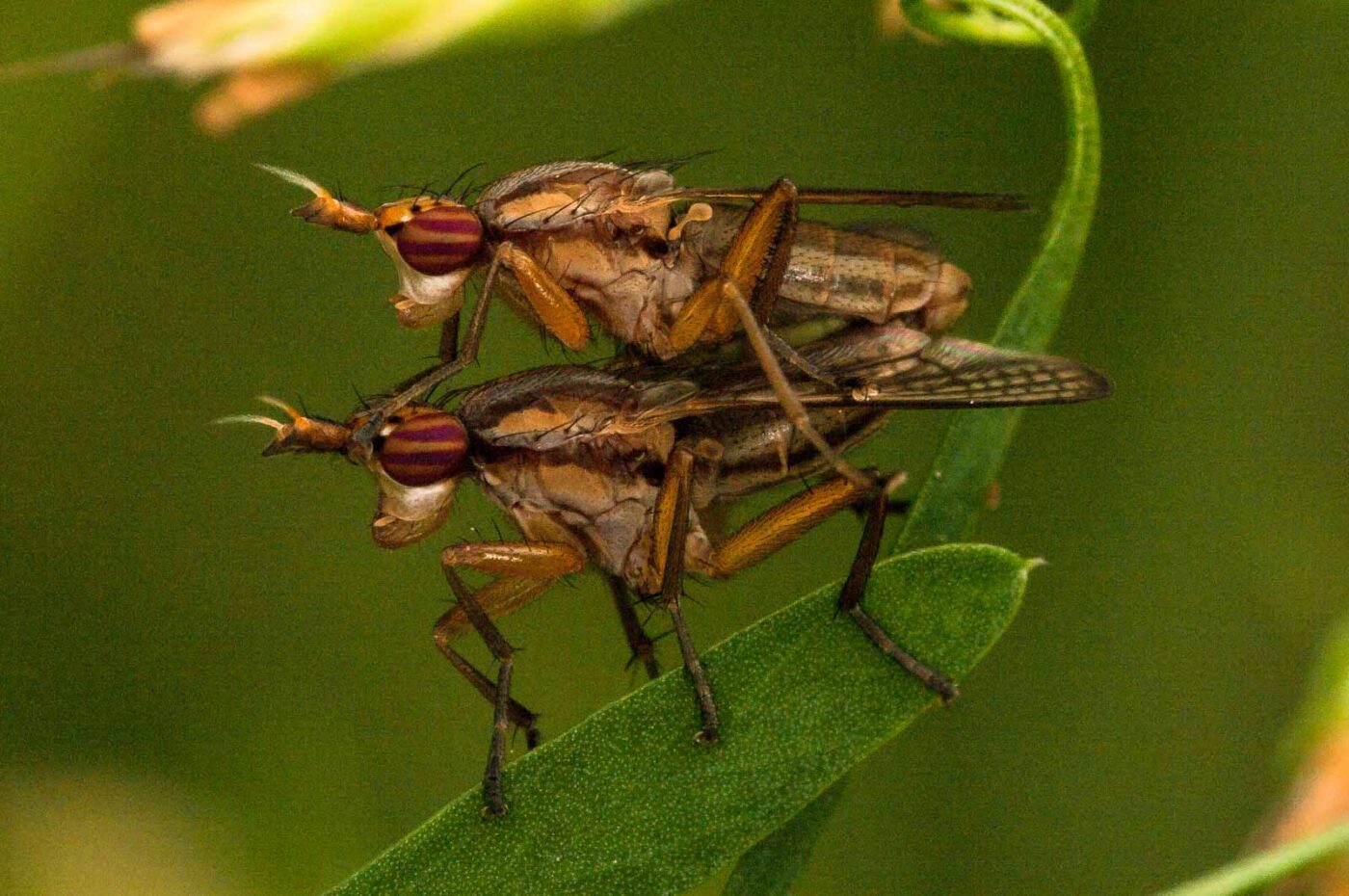 2018-05-31 - NSG Bergehalde Unser-Fritz
