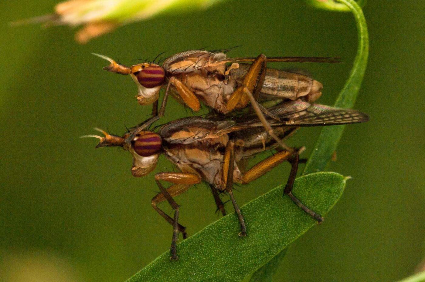 2018-05-31 - NSG Bergehalde Unser-Fritz