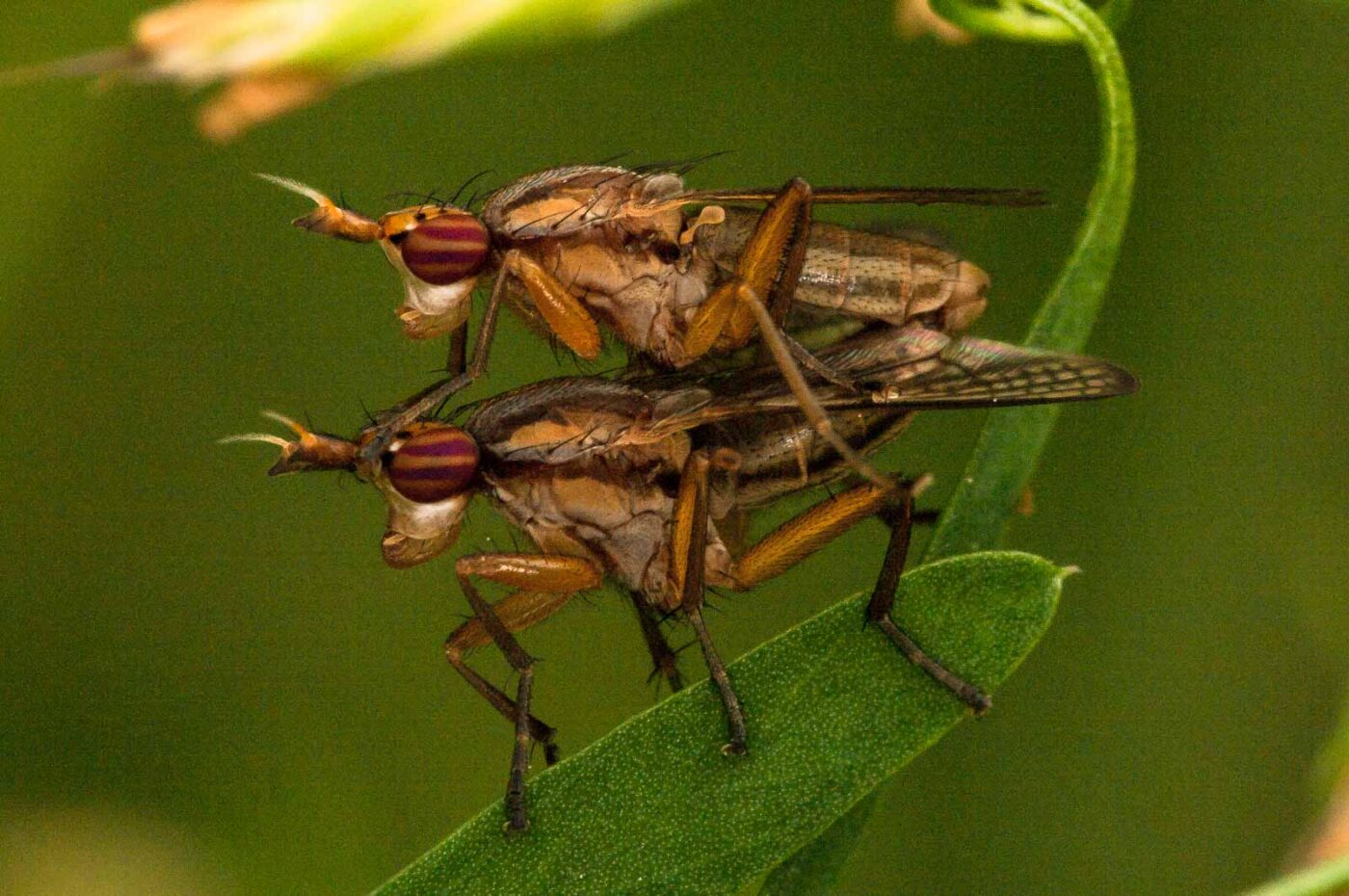 2018-05-31 - NSG Bergehalde Unser-Fritz