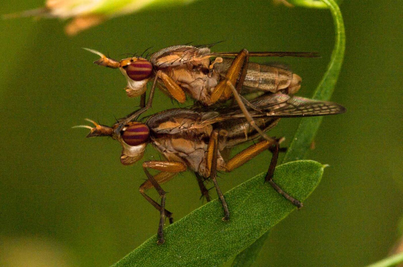 2018-05-31 - NSG Bergehalde Unser-Fritz
