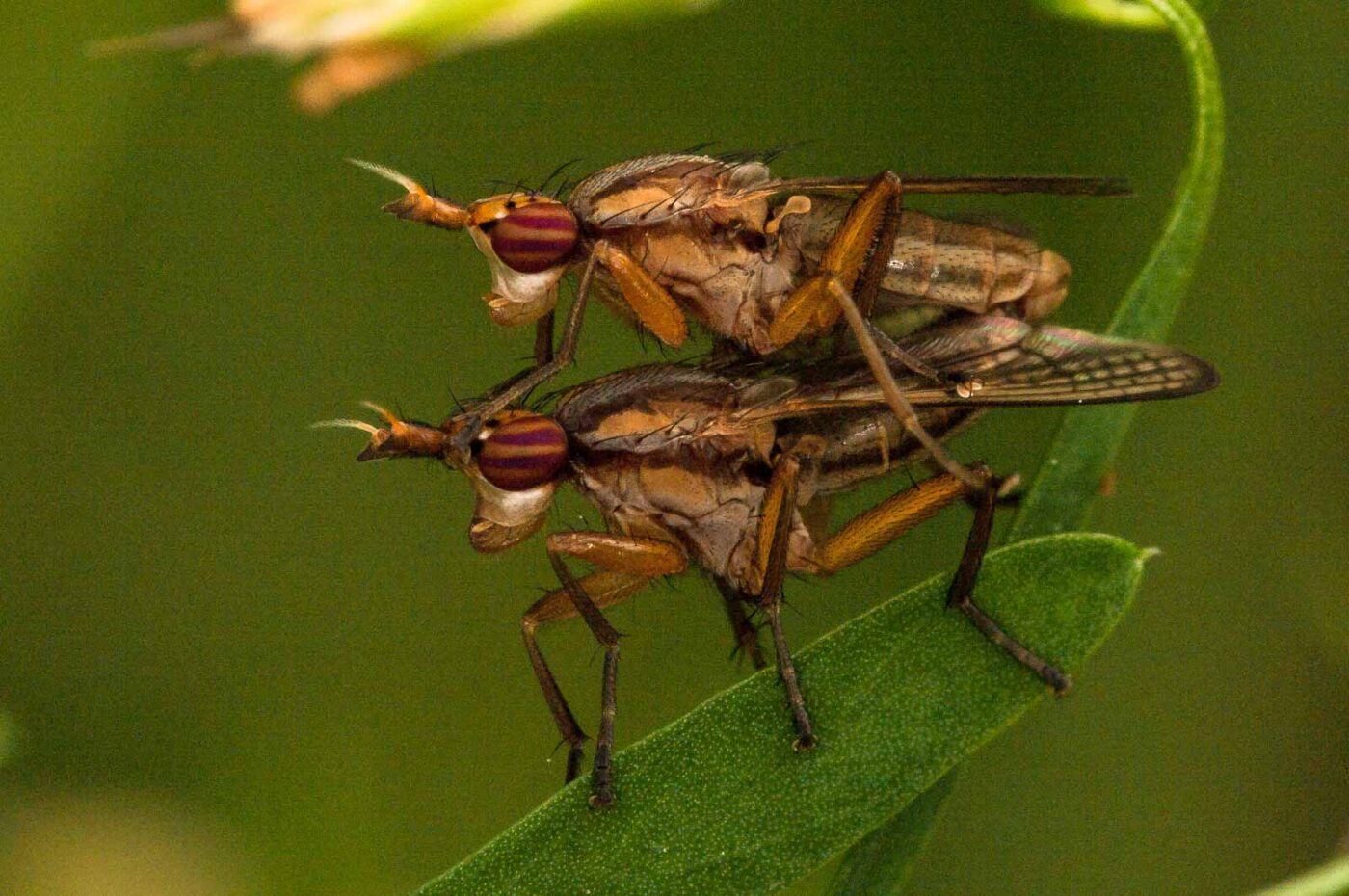 2018-05-31 - NSG Bergehalde Unser-Fritz