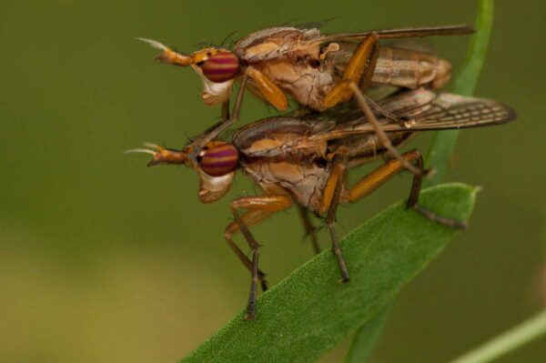 2018-05-31 - NSG Bergehalde Unser-Fritz