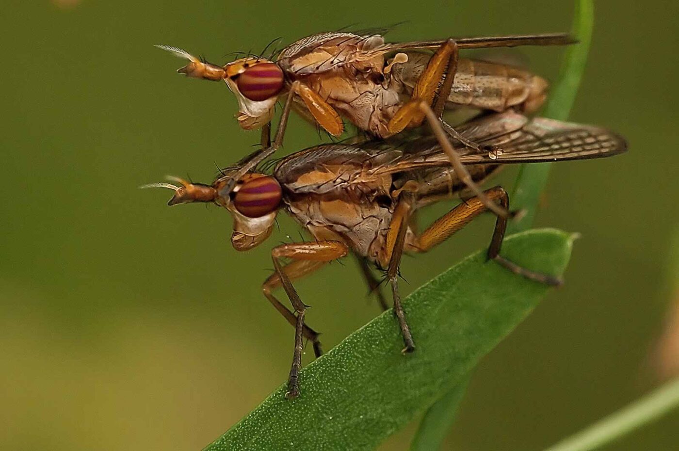2018-05-31 - NSG Bergehalde Unser-Fritz