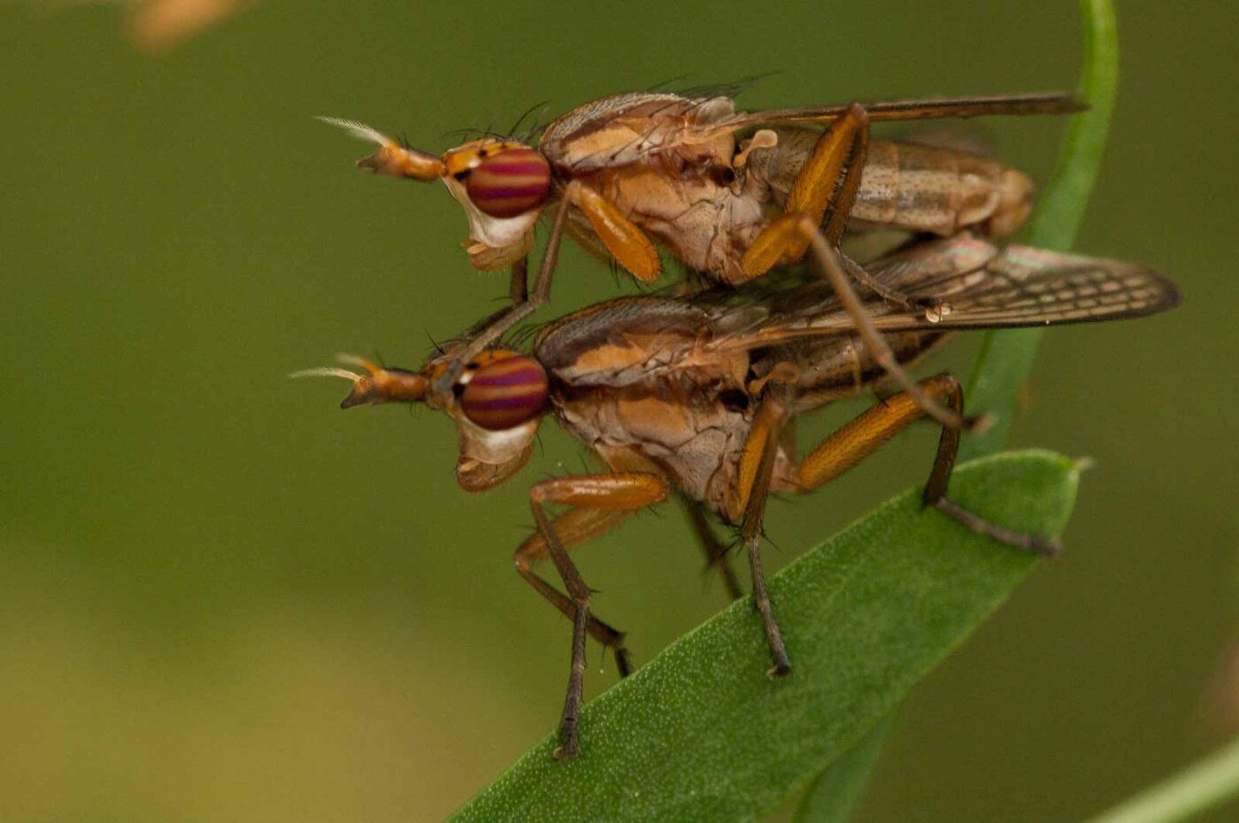 2018-05-31 - NSG Bergehalde Unser-Fritz