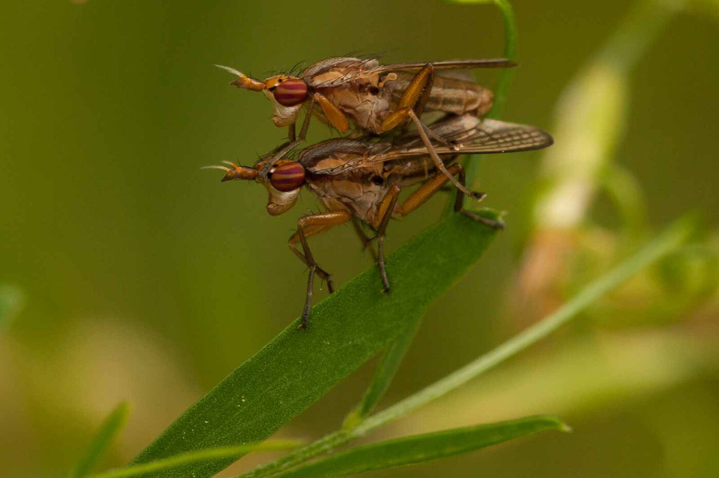 2018-05-31 - NSG Bergehalde Unser-Fritz