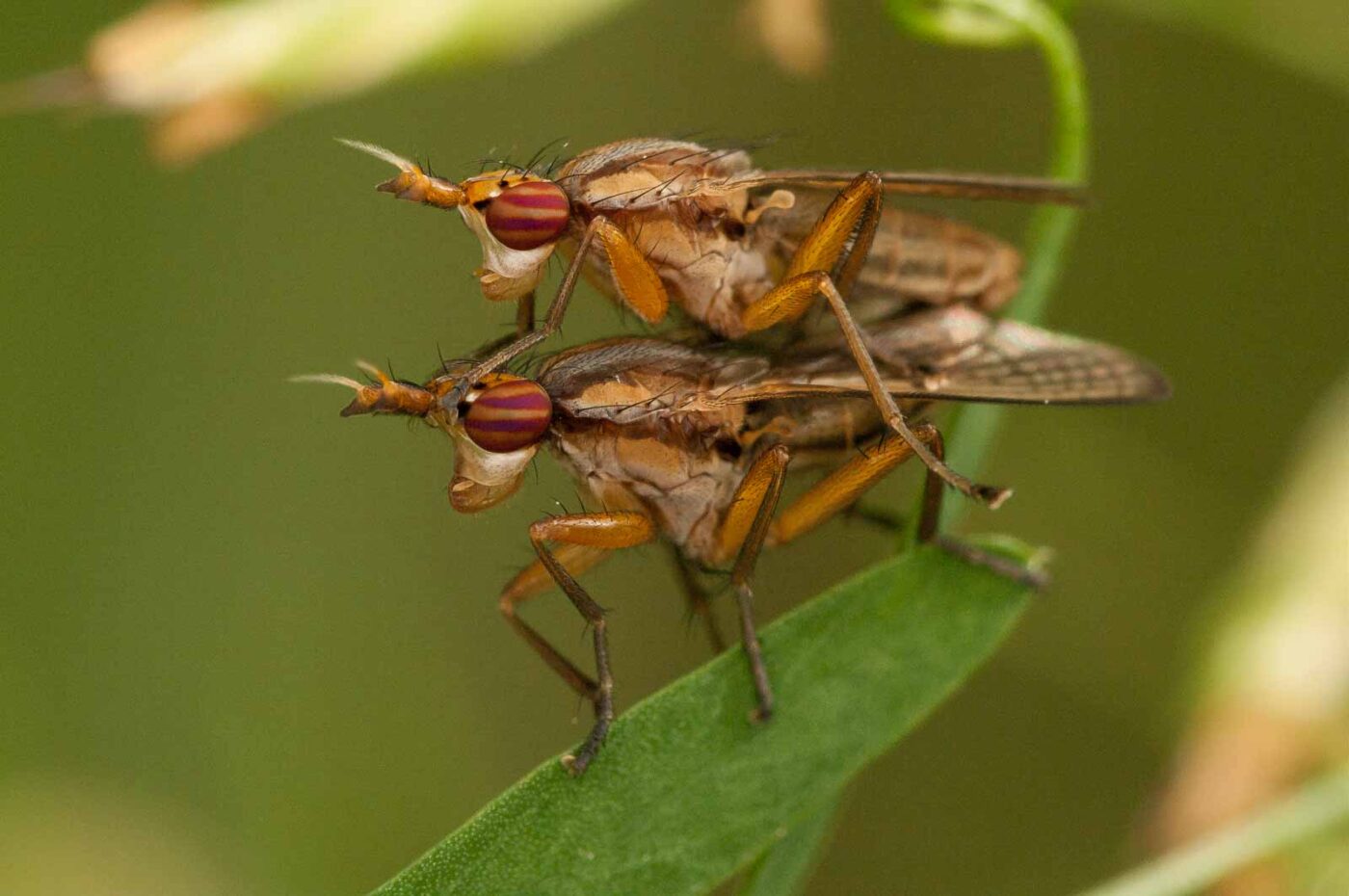 2018-05-31 - NSG Bergehalde Unser-Fritz