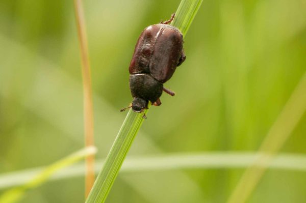 2018-05-31 - NSG Bergehalde Unser-Fritz