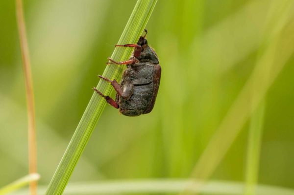 2018-05-31 - NSG Bergehalde Unser-Fritz