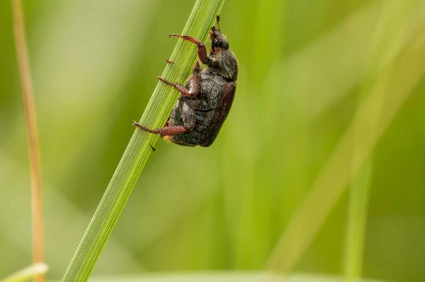 2018-05-31 - NSG Bergehalde Unser-Fritz