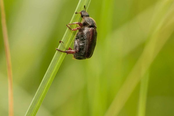 2018-05-31 - NSG Bergehalde Unser-Fritz