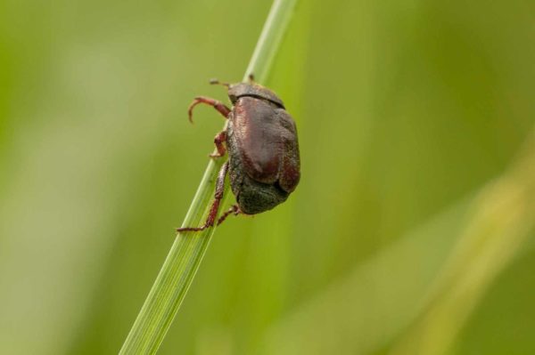 2018-05-31 - NSG Bergehalde Unser-Fritz