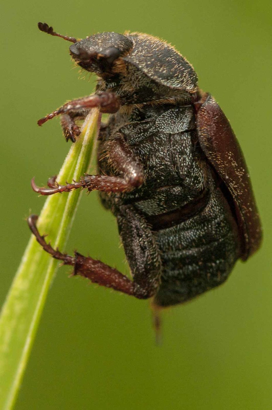 2018-05-31 - NSG Bergehalde Unser-Fritz